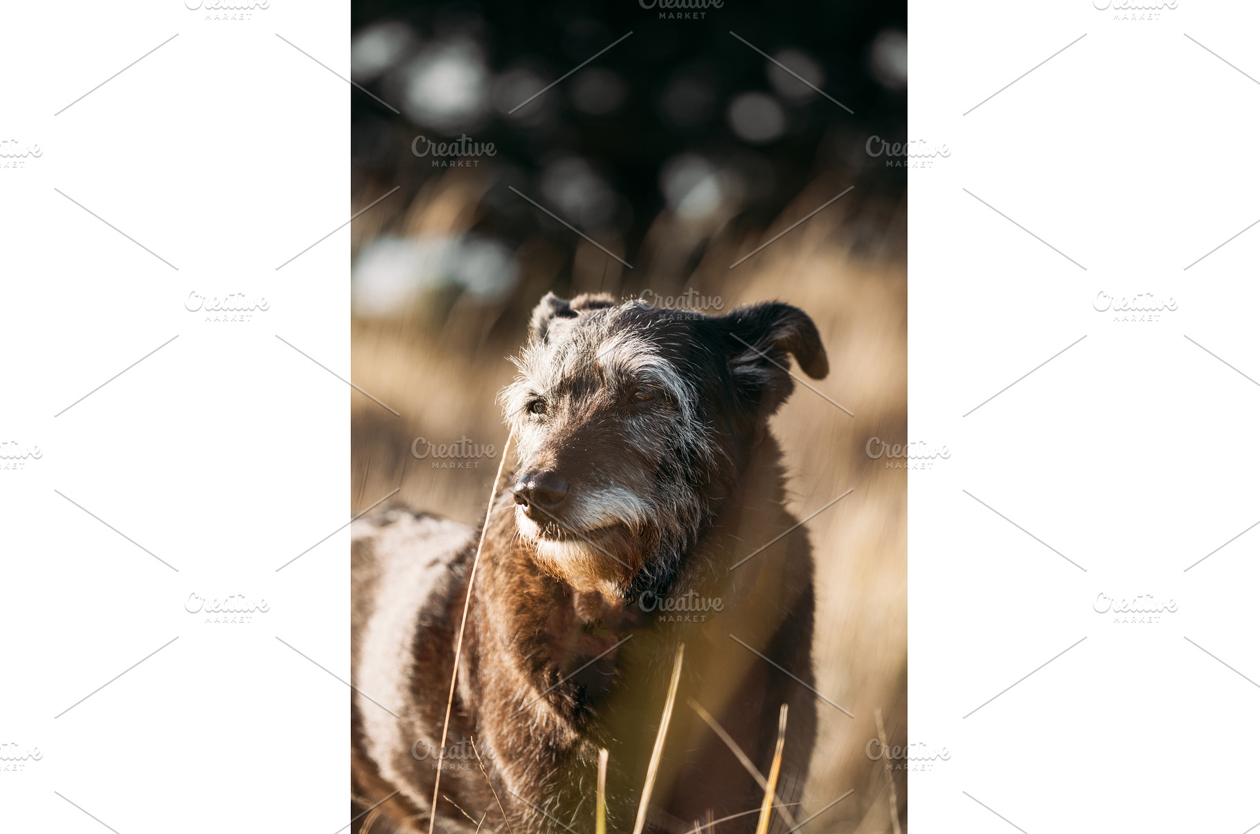 Mixed Breed Dog In Summer Sunset, an Animal Photo by Our Amazing World