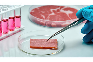 Scientist examining lab-grown meat, an Illustration by tilialucida