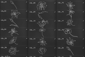 34 LILY STAMP BRUSHES FOR PROCREATE