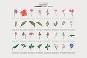Modern Botanical Floral Illustration, a Decorative Illustration by likorbut (Thumbnail 5 of 9)