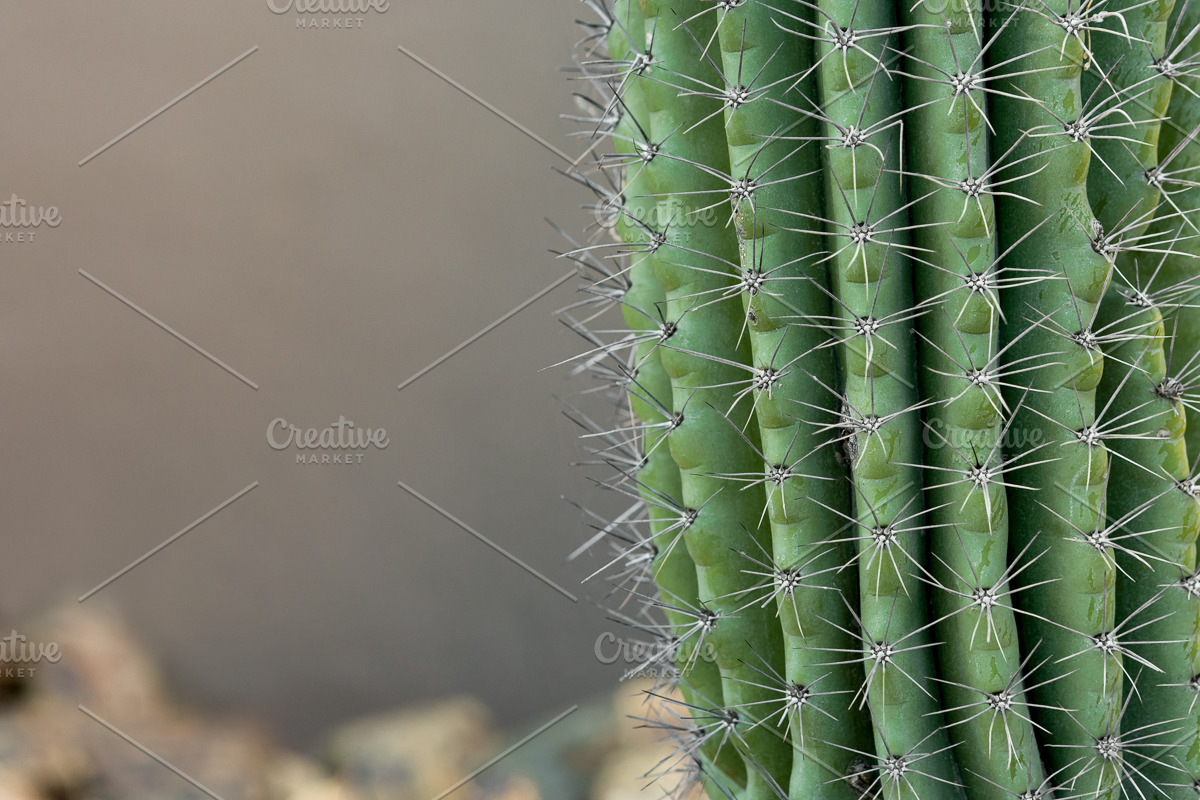 Wild Desert Cacti Bundle, a Nature Photo by HG Photography (Photo 7 of 7)
