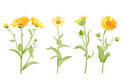 Vector object brushes. Calendula, a Brush Add-On by Peolla (Thumbnail 7 of 16)