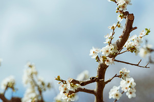 Blossom Tree Branch, a Nature Photo by THP Creative
