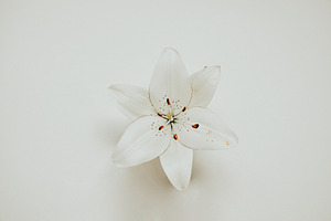 White lily stock photo containing flower and lily