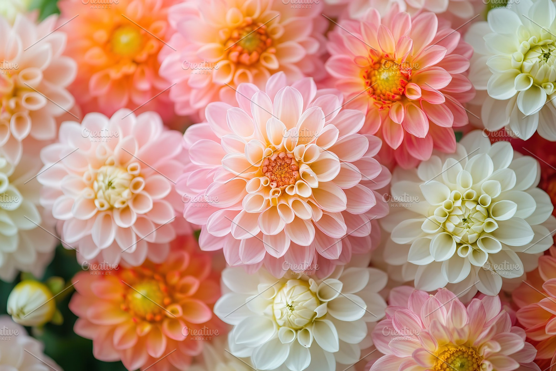 Colorful display of pink, orange, and white dahlia flowers blooming in a garden, a Nature Photo by AlyaAnd