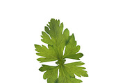 Celery, an Environmental 3D Model by AndrewWhite (Thumbnail 2 of 9)
