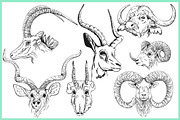 Wild Animals, an Animal Illustration by Ecaterina Sciuchina (Thumbnail 2 of 3)
