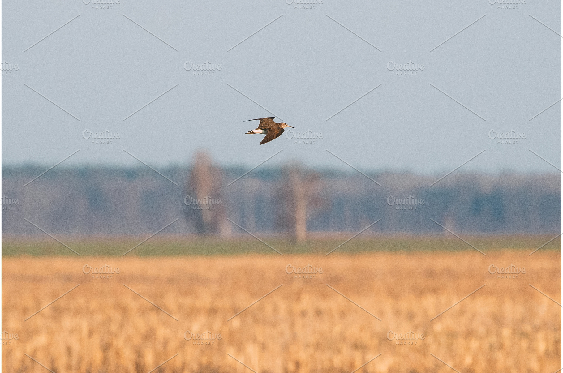Belarus. Green Sandpiper - Tringa, an Animal Photo by Our Amazing World