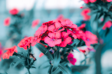 Bunch of Red Flowers, a Nature Photo by Nicole's Captured Moments