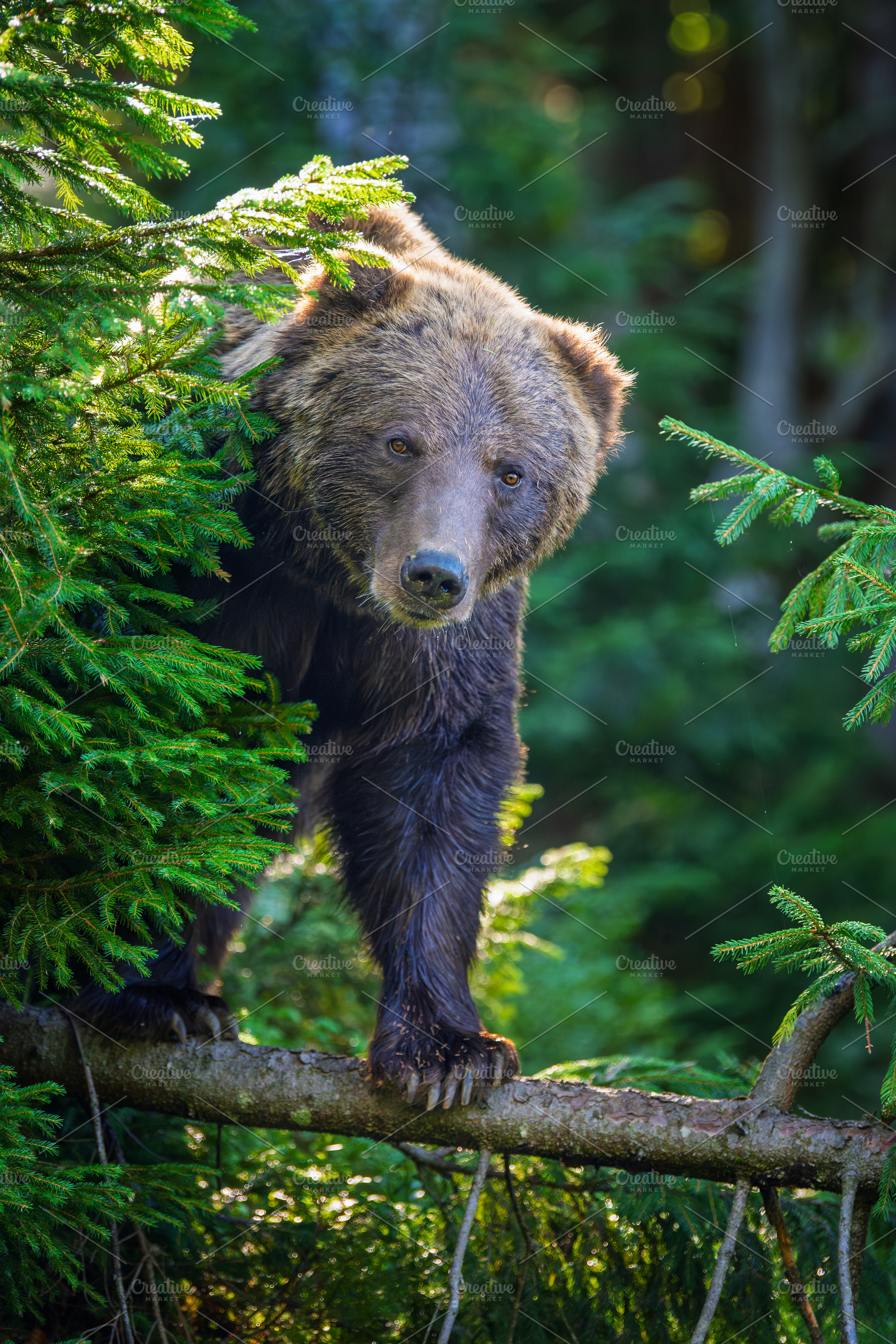 Brown bear standing on a fallen tree branch surrounded by lush g, an Animal Photo by Byrdyak