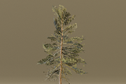 The Scots Pine Tree, a Plants & Tree 3D Model by FuturePastCreatives (Thumbnail 5 of 8)