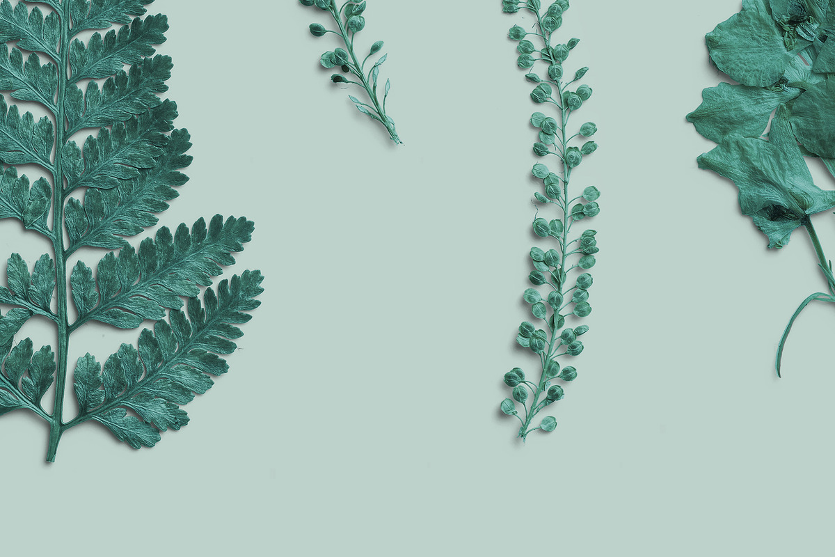 Azure Pressed Botanical PNG Pack, an Object Graphic by Custom Scene (Photo 6 of 8)