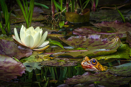The Toad and Lily