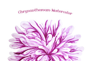 Watercolor Purple Chrysanthemum