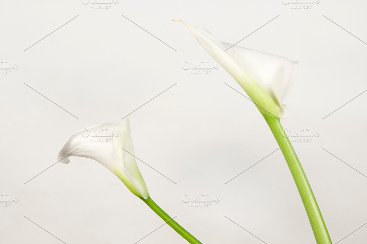 Calla lily flowers stock photo containing arum and petal, a Nature Photo by Alexander62 (Photo 2 of 2)