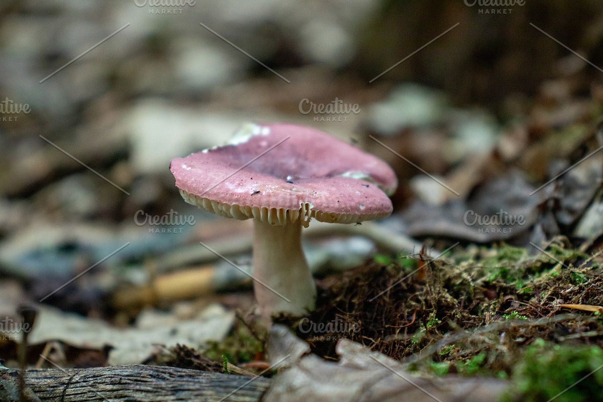 Mushrooms In The Forest Photography, a Nature Photo by Full Circle Design Studio (Photo 6 of 38)