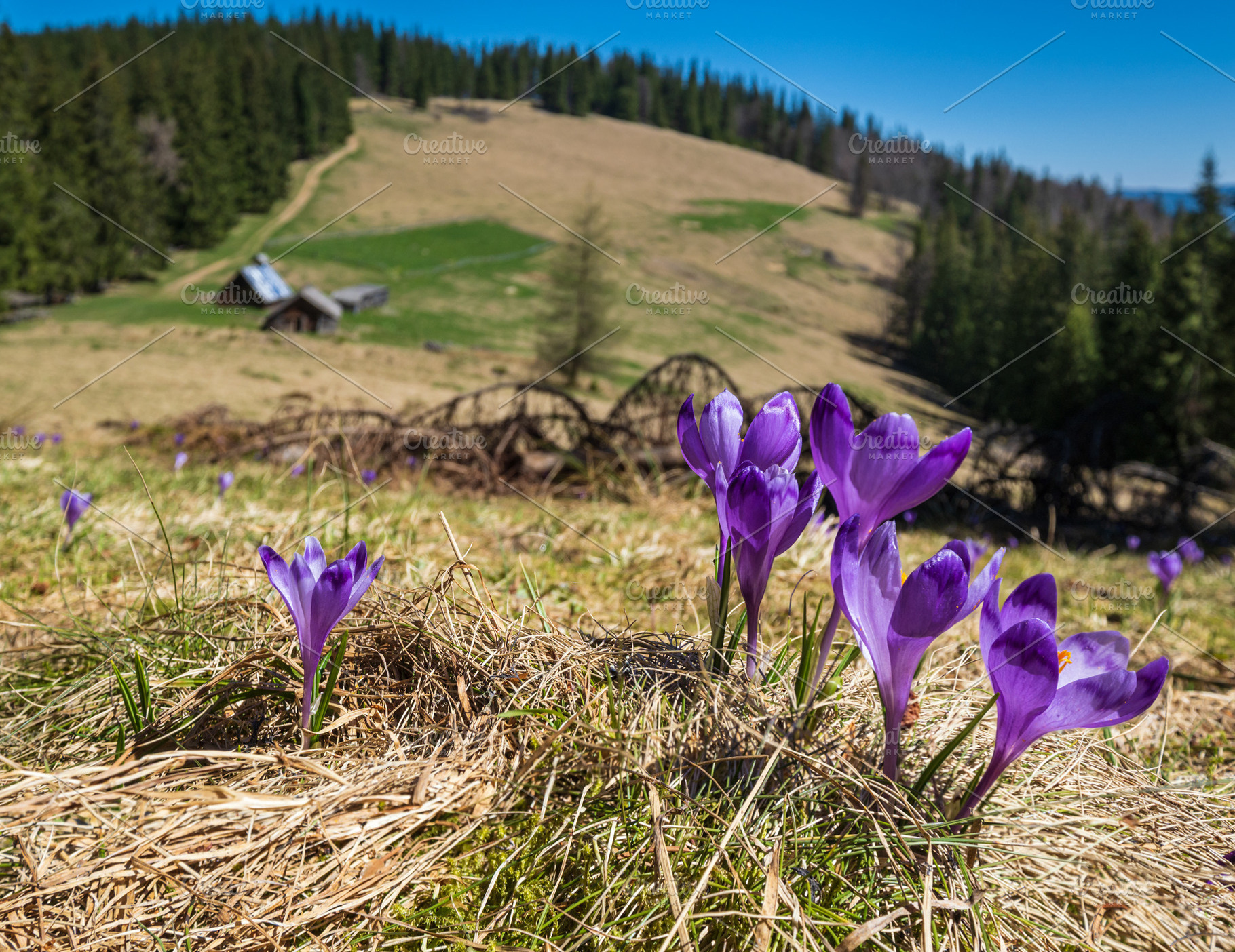 Blooming purple violet Crocus heuffelianus (Crocus vernus) alpin, a Nature Photo by YuriyB