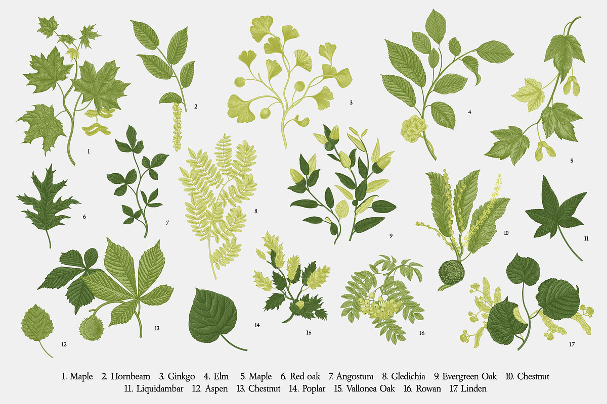 Leafy, a Decorative Illustration by olga.korneeva (Photo 3 of 16)