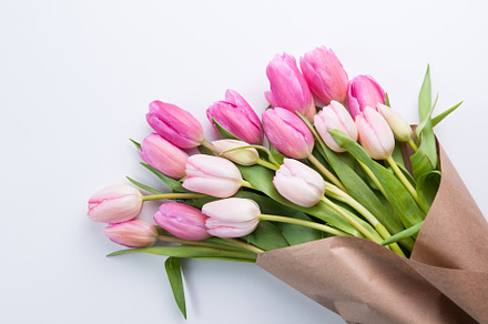 pink tulips, a Background Photo by Siân C Photography