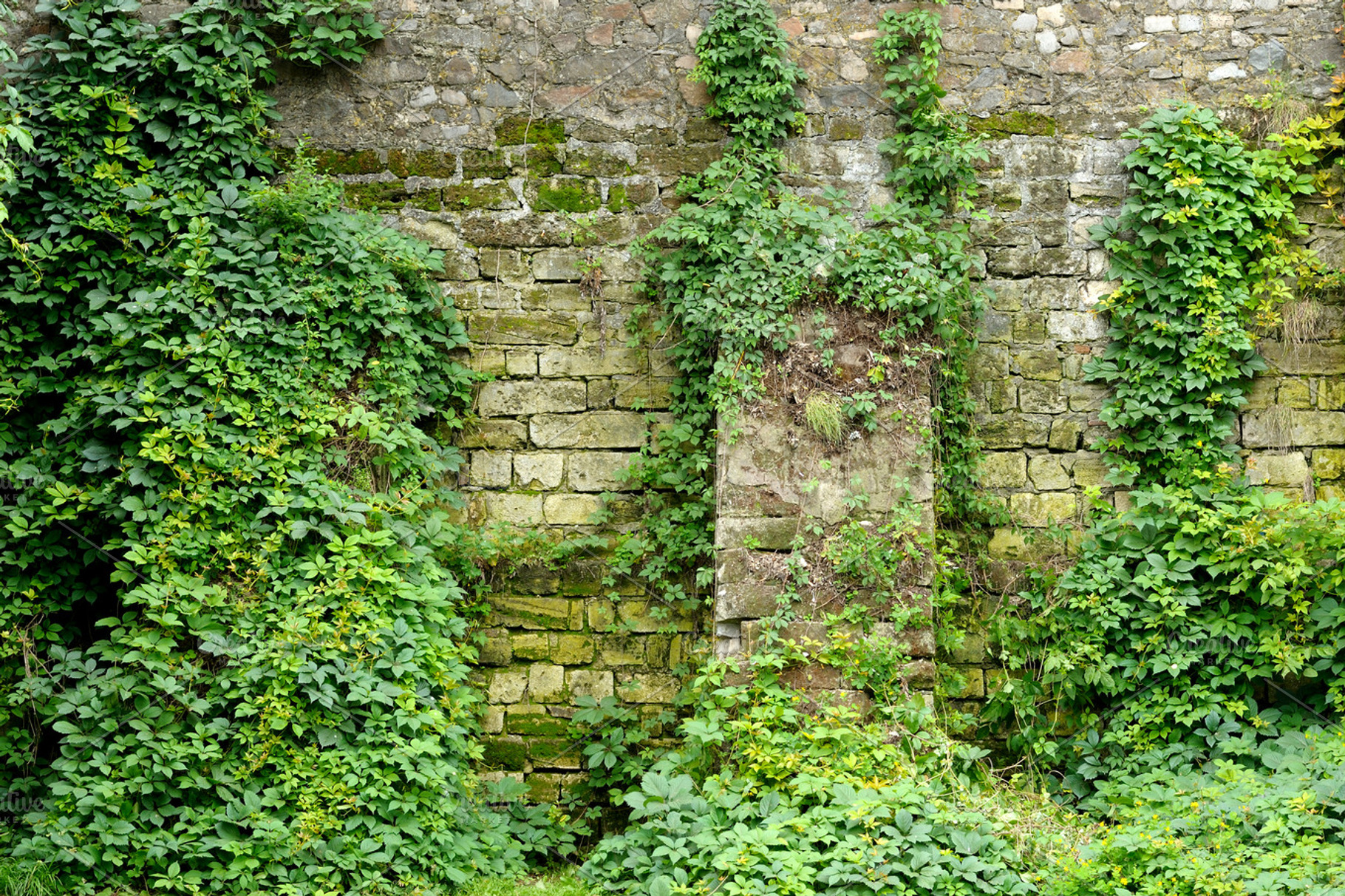 Wall Overgrown With Ivy