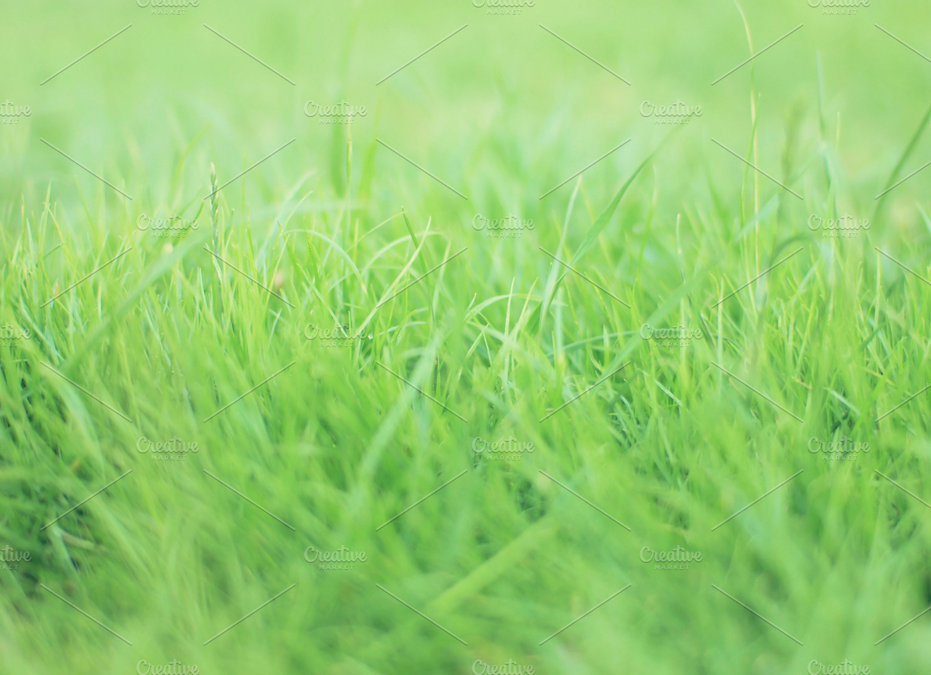 Fresh grass featuring grass, lawn, and plants, a Nature Photo by Cazador de sueños