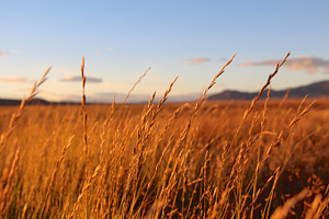 Wheat field stock picture