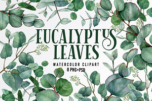 Watercolor eucalyptus leaves clipart