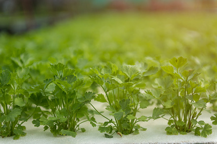 Celery hydroponics, a Background Photo by Love Silhouette