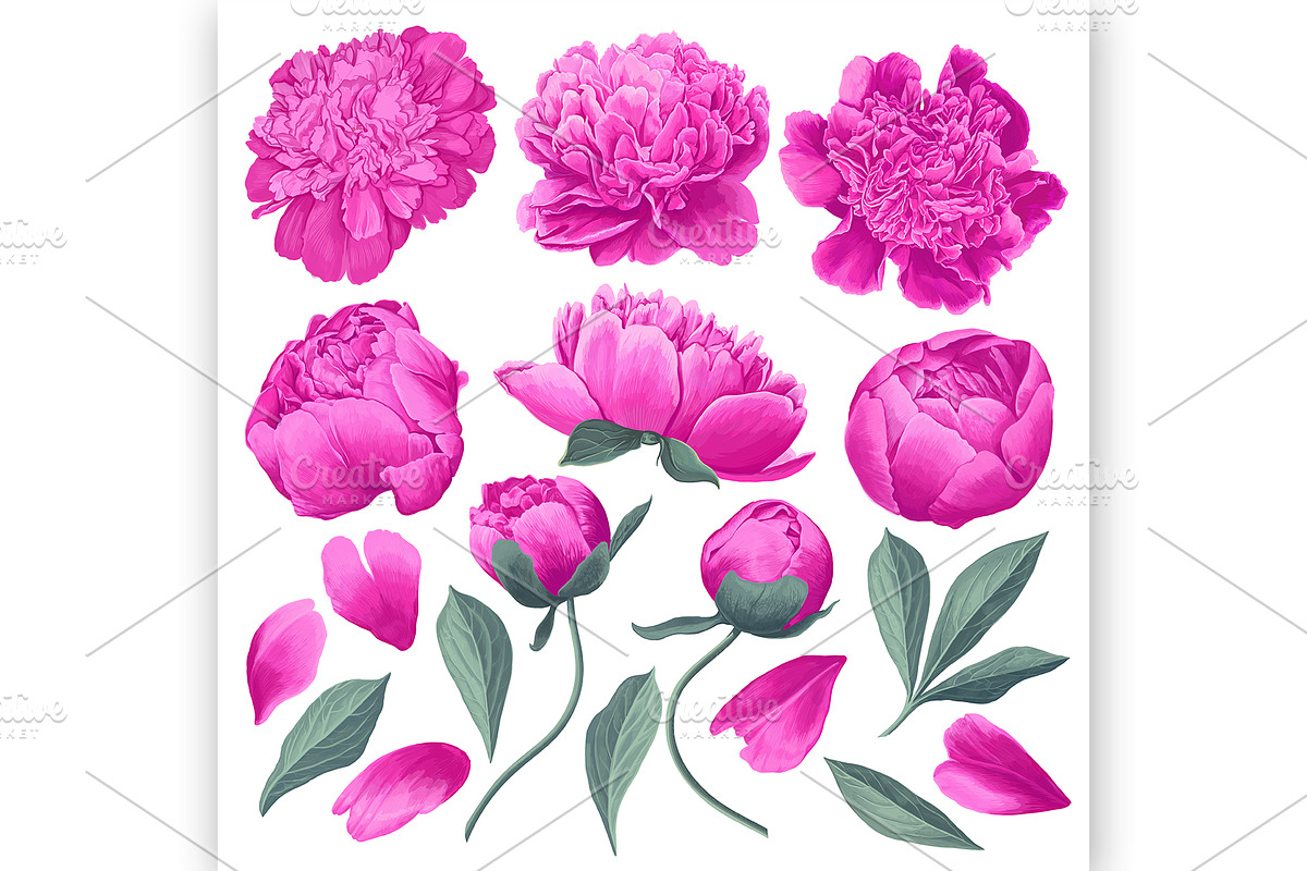 White & Pink Realistic Peonies Set, an Illustration by MarynaPetrovska (Photo 2 of 23)