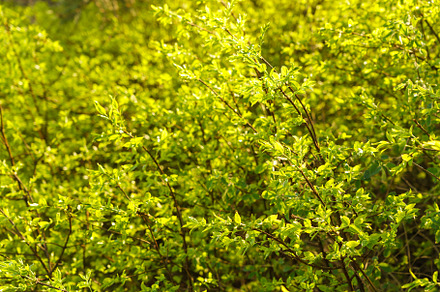 Full frame image of dense lime green shrub with young leaves in late spring or