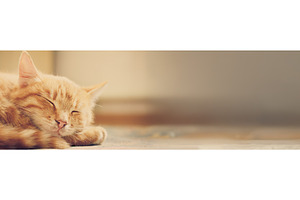 Little Red Kitten Sleeping On Bed, an Animal Photo by Our Amazing World