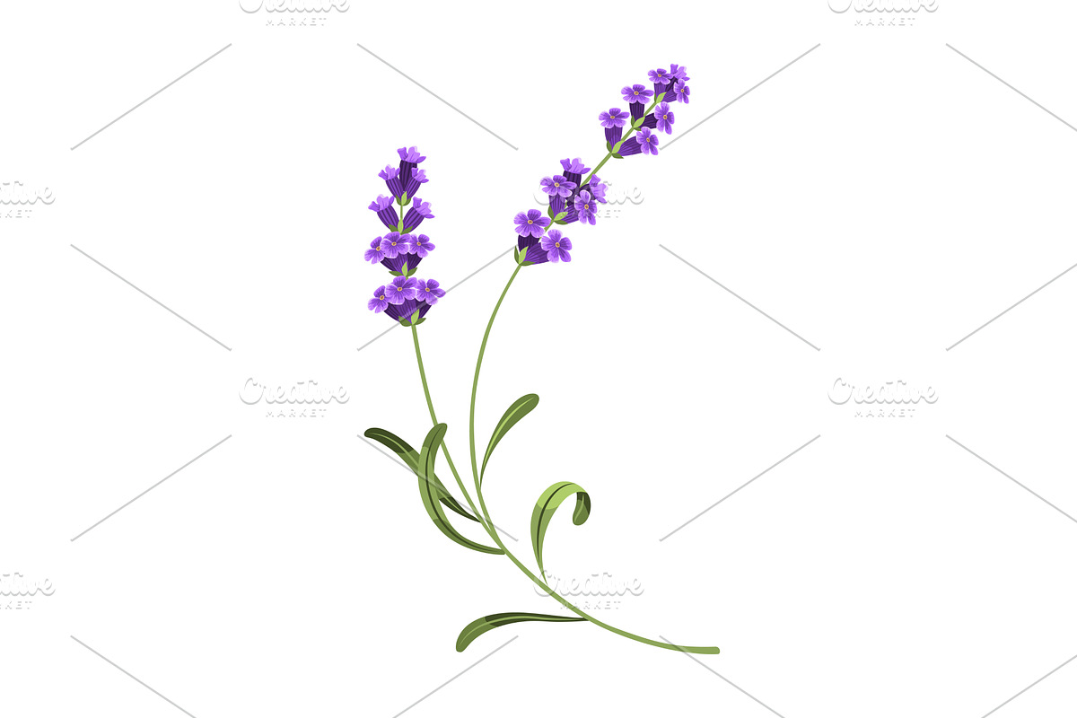 Lavender. Vector illustration of, an Object Illustration by the8monkey