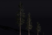 The Scots Pine Tree, a Plants & Tree 3D Model by FuturePastCreatives (Thumbnail 1 of 8)