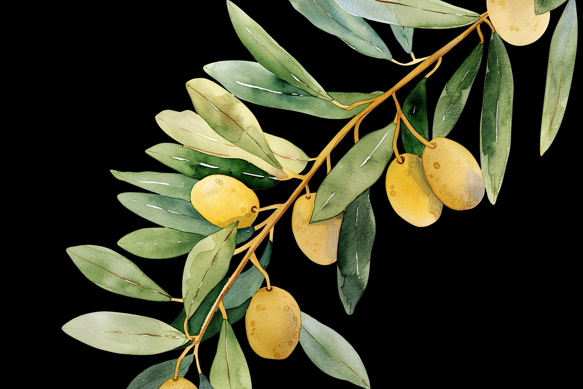 Watercolor Oliva Branch Clipart Png, an Object Graphic by Naty Art (Photo 8 of 8)