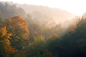 Misty autumn forest landscape, a Nature Photo by BOOCYS