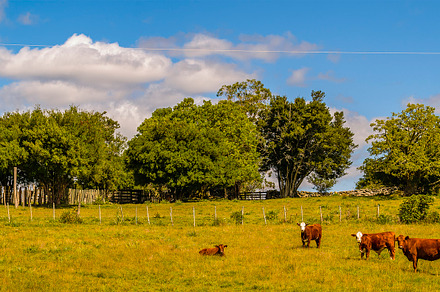 Meadow landscape scene, a Nature Photo by DanFLCreativo