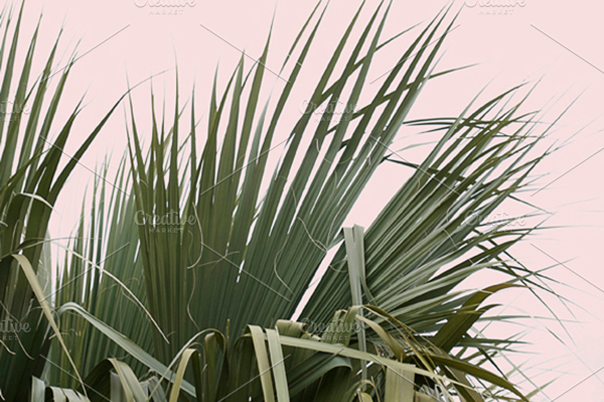 Plants on Pink ~ 4 Stock Photos, a Nature Photo by Dee Andreoli Photography (Photo 3 of 5)