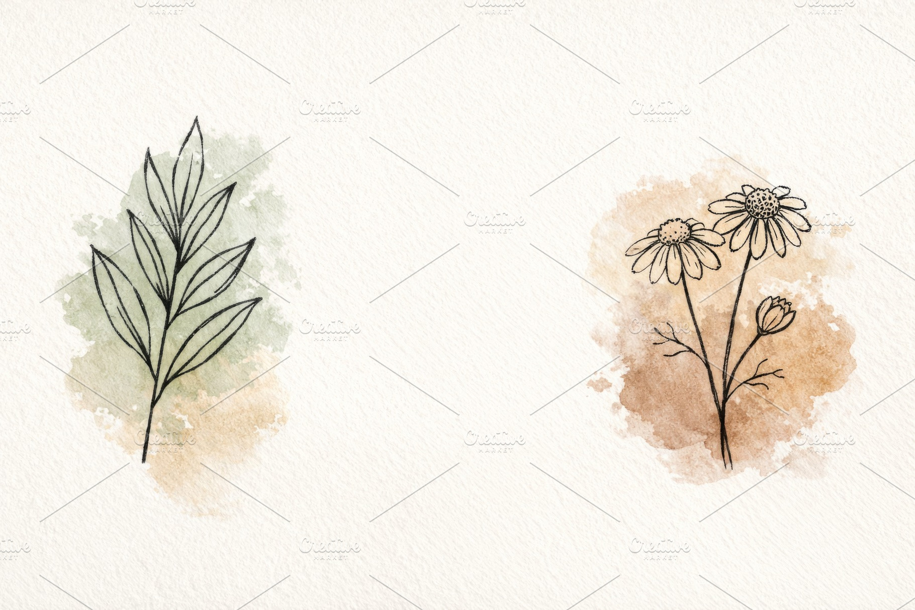 Botanical illustration featuring lea, a Photo by Dvoevnore photos