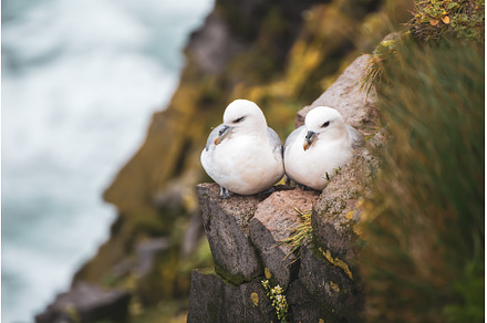 Couple of Northern Fulmar, Fulmarus, an Animal Photo by Nature and travel