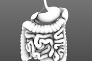Digestive system. Animated, a Characters & Person 3D Model by konstantin.ermolaev (Thumbnail 5 of 9)