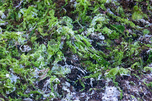 Close-up of vibrant green seaweed covering a rocky surface, highlighting fresh, a Nature Photo by Ales Munt