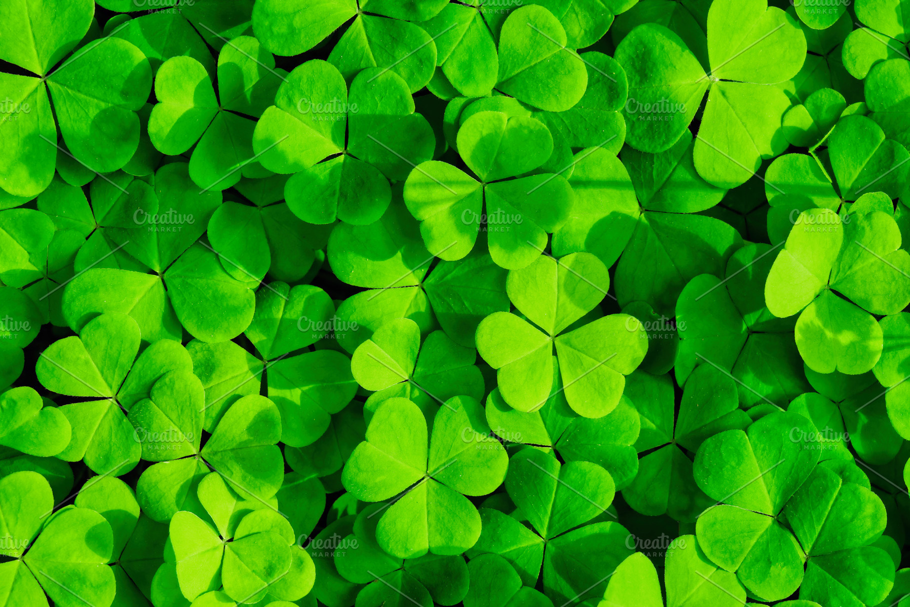 Green clover leaves illuminated by bright sunlight. Fresh shamrock foliage back, a Nature Photo by Eugene_Photo