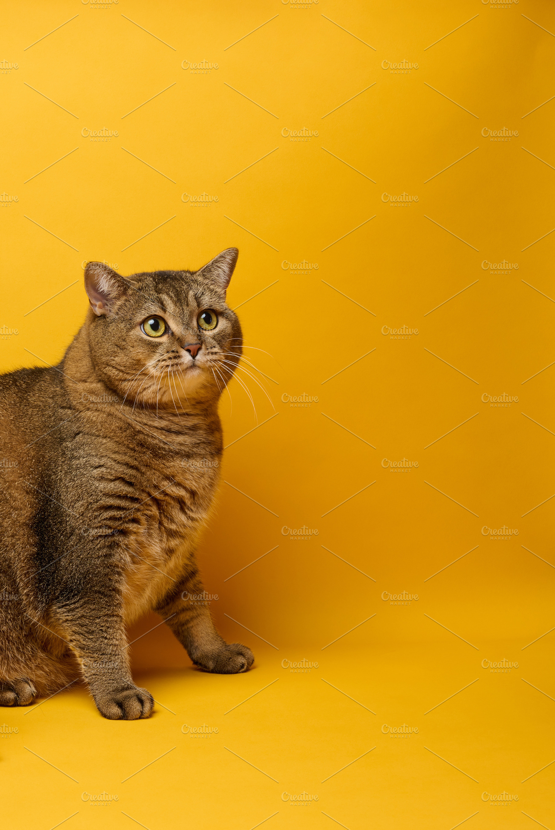 An adult gray straight-eared cat sits on a yellow background, an Animal Photo by ndanko