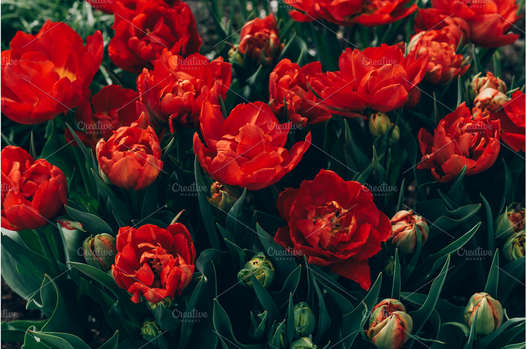 Flowerbeds of blossoming tulips, a Nature Photo by MAnuta