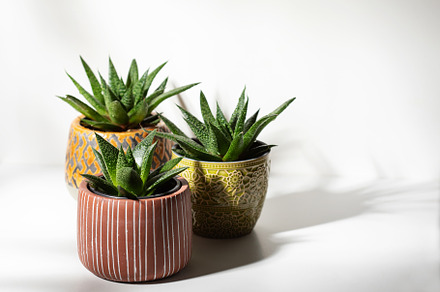 Close up of succulent plants  on white background