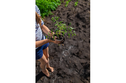 The child is planting a plant in the, a Nature Photo by yanadjana