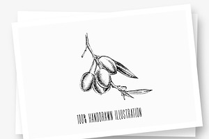 Olive Branch & Leaves Illustrations