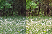 10 Meadows Lightroom Presets, a Preset Add-On by RamsaGraphi (Thumbnail 7 of 10)