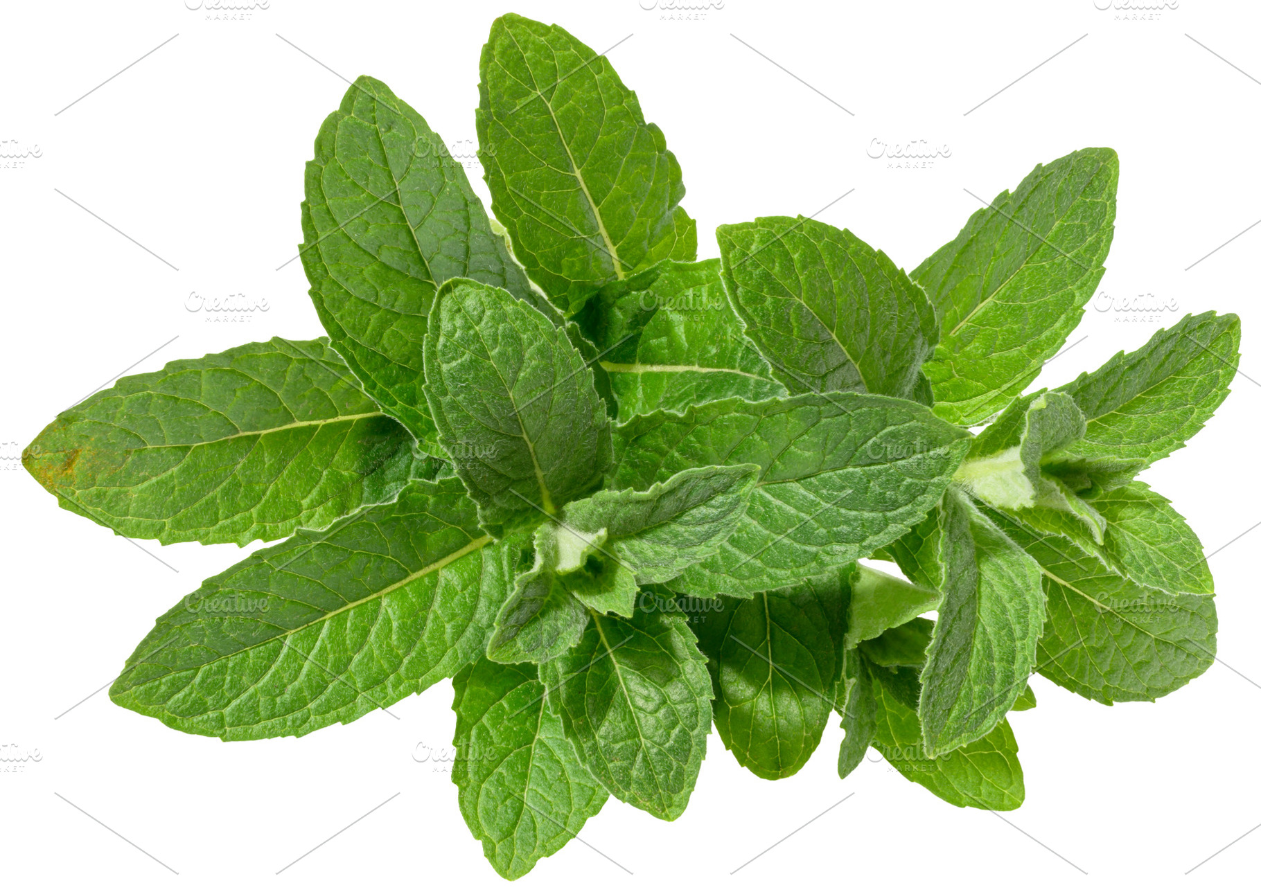 Branch of fresh mint with green leaves on isolated background, a Food & Drink Photo by ndanko