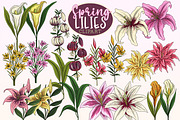 Lily Clipart PNGs, Spring Lilies, a Decorative Illustration by SLS Lines (Thumbnail 5 of 6)